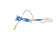 Human CD84 Monoclonal Antibody