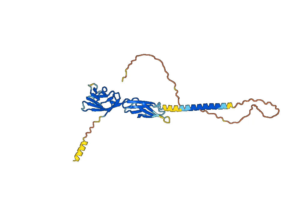 Human CD84 Monoclonal Antibody