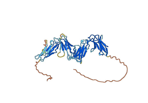 Human CD85d-LILRB2/ILT4 recombinant protein