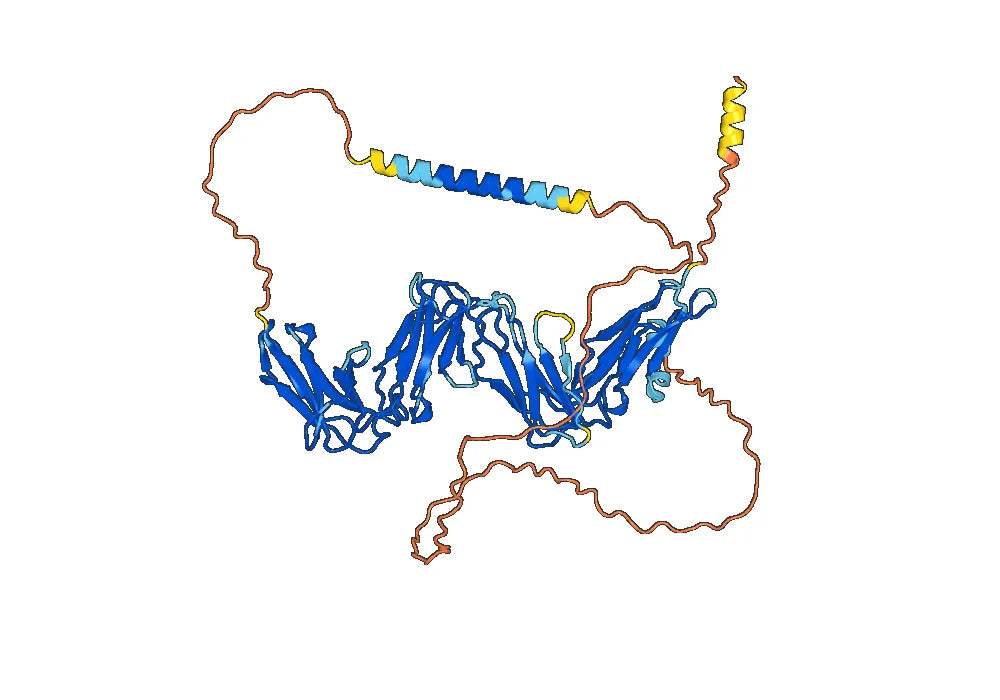 Human CD85d/LILRB2 Monoclonal Antibody