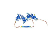 Human CD85g/LILRA4 Monoclonal Antibody
