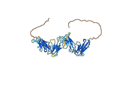 Human CD85j-LILRB1 recombinant protein