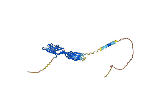 Human CD86/B7-2 Monoclonal Antibody