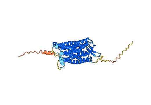 Human CD88/C5AR1 Monoclonal Antibody