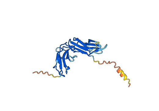 Human CD89-FCAR recombinant protein