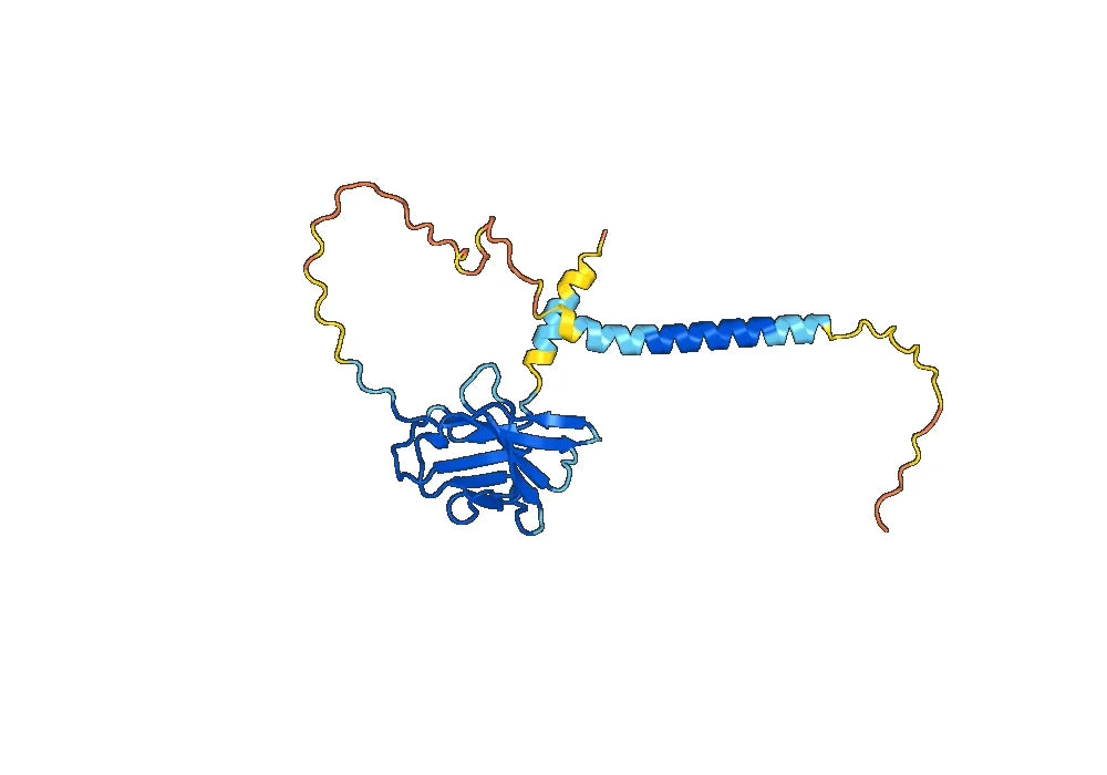 Human CD8A Monoclonal Antibody