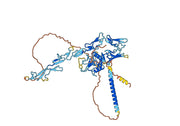 Human CD93/C1qR (070-016) Monoclonal Antibody