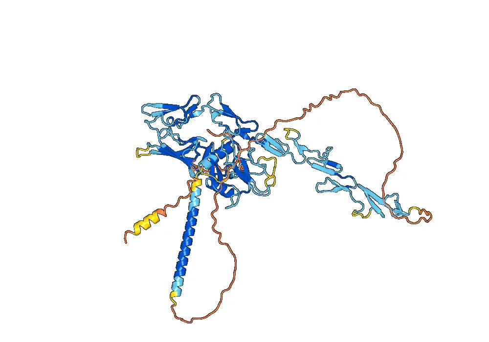 Human CD93/C1qR Monoclonal Antibody