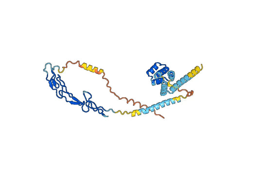 Human CD95/FAS Monoclonal Antibody
