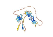 Human CD96 Monoclonal Antibody