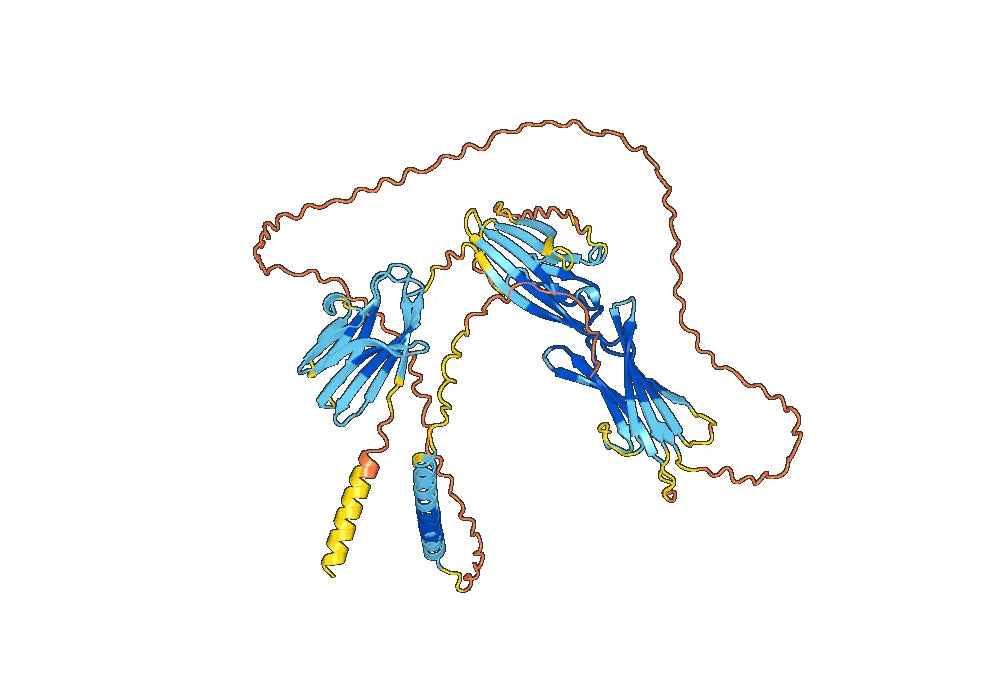 Human CD96 Monoclonal Antibody
