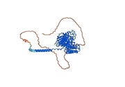 Human CD98/SLC3A2 Monoclonal Antibody