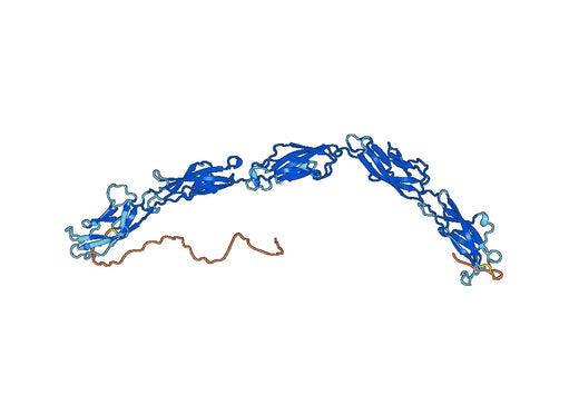 Human CDH6 recombinant protein