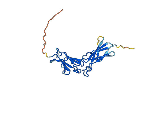 Human CDw210a-IL10RA recombinant protein