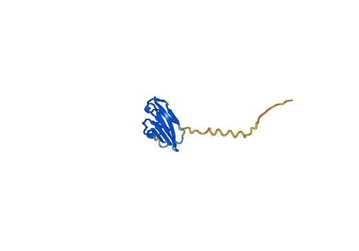 Human CEACAM7 recombinant protein