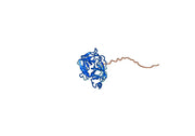 Human CFD recombinant protein
