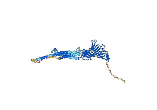Human CHRNA1, ACHRA Monoclonal Antibody