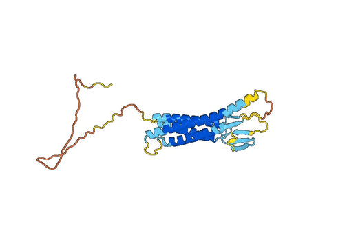 Human CLDN18.2 Monoclonal Antibody