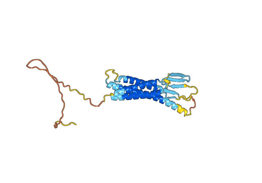 Human CLDN18 Monoclonal Antibody