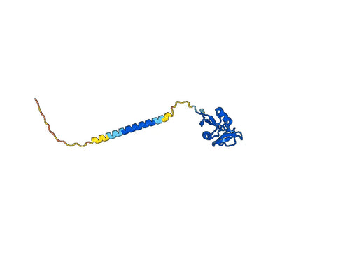 Human CLEC2D/OCIL/LLT1 Monoclonal Antibody