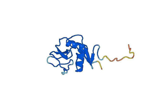Human CLEC2D recombinant protein