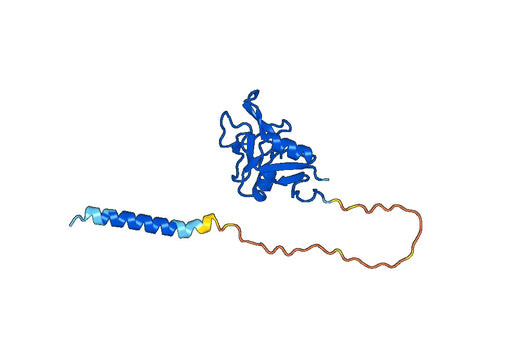 Human CLEC5A/MDL1 Monoclonal Antibody