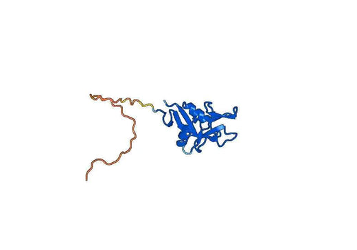 Human CLEC5A recombinant protein