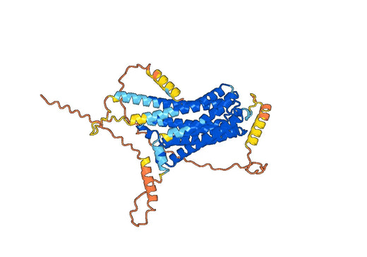 Human CNR1 Monoclonal Antibody