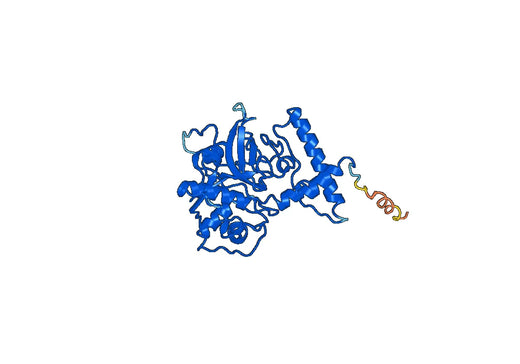 Human CTSL recombinant protein