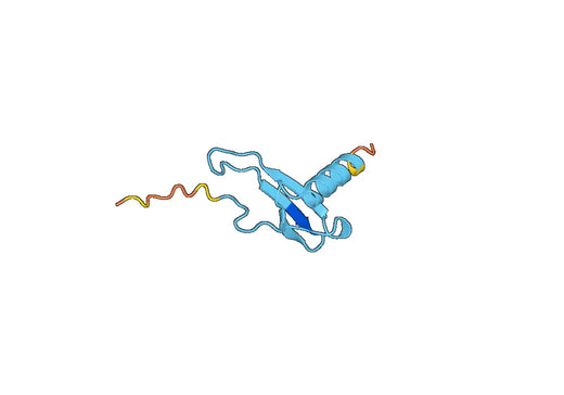 Human CXCL2 recombinant protein