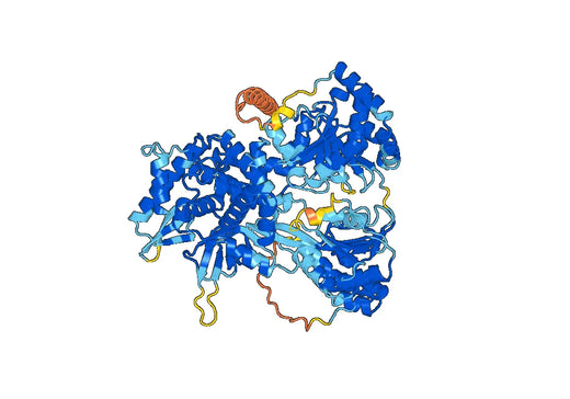 Human DHX36/MLEL1 recombinant protein