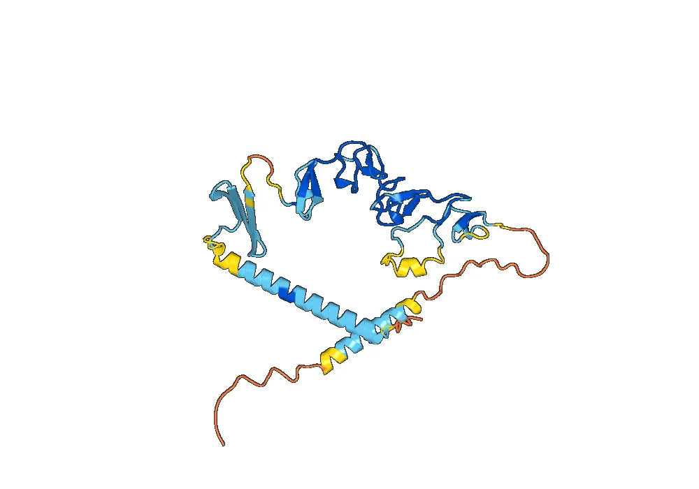 Human DKK3 recombinant protein