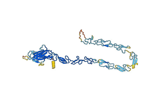 Human DLL1 recombinant protein