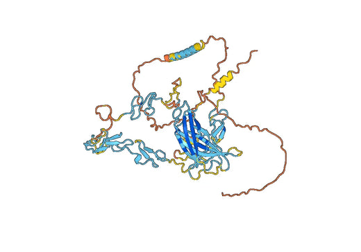 Human DLL3 Monoclonal Antibody