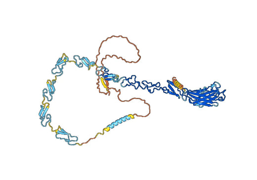 Human DLL4 Monoclonal Antibody