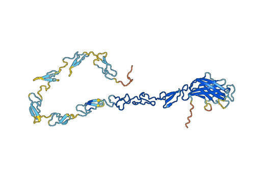 Human DLL4 recombinant protein