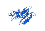 Human DNMT3A recombinant protein