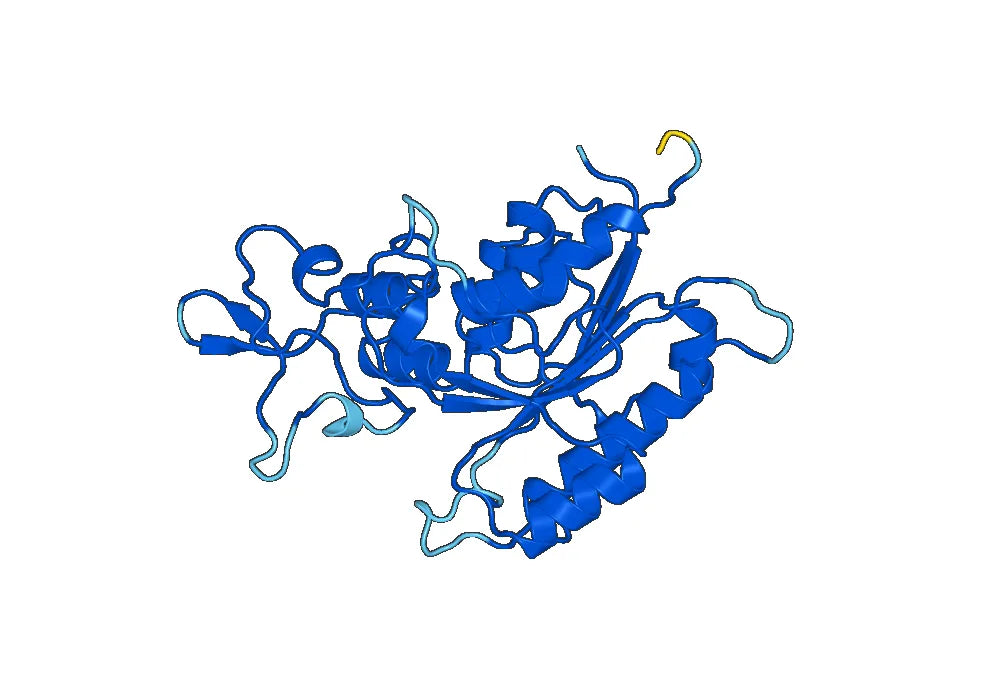 Human DNMT3A recombinant protein