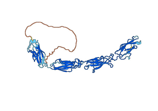 Human DSG1 recombinant protein