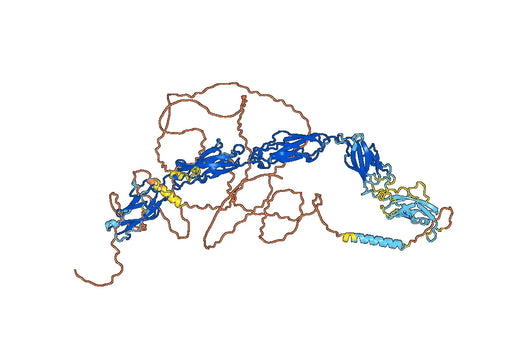 Human DSG3 Monoclonal Antibody