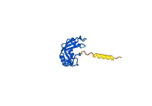 Human Eosinophil cationic protein(ECP) Recombinant Protein