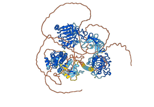 Human ERBB4/Her4 Monoclonal Antibody