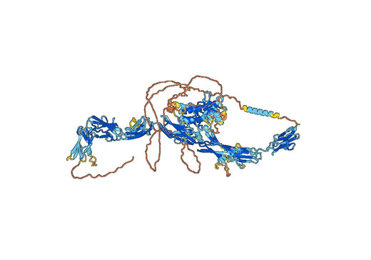 Human FLT1 Monoclonal Antibody