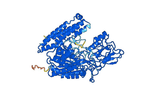 Human FOLH1 recombinant protein