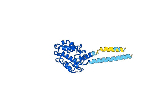 Human FOLR1 Monoclonal Antibody