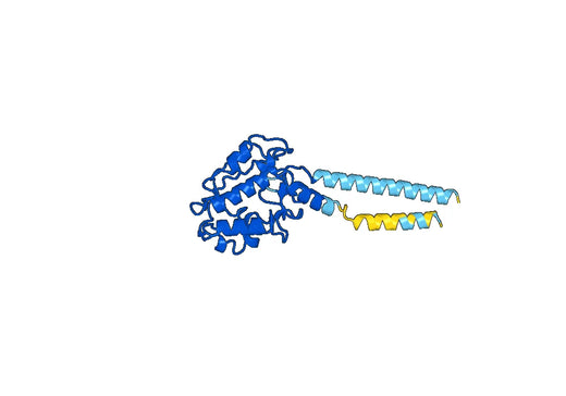 Human FOLR1 (SAA0118) Monoclonal Antibody