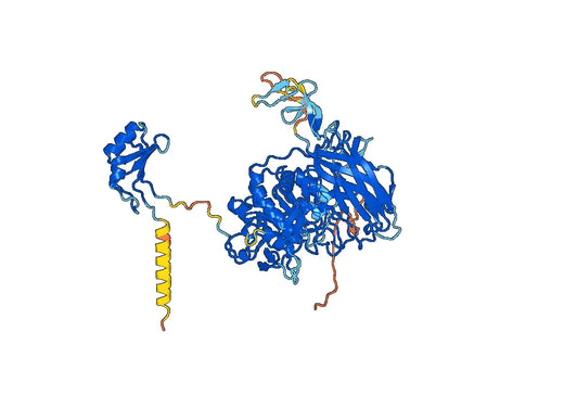 Human FURIN recombinant protein