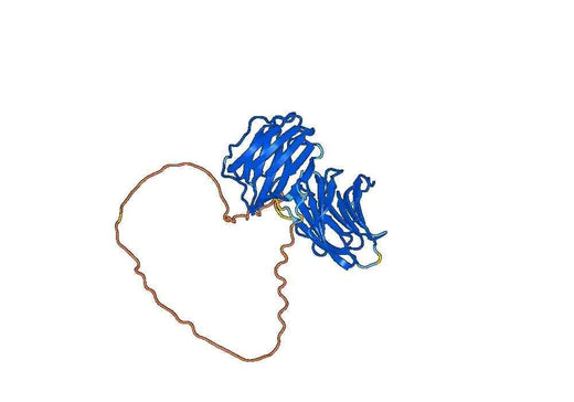 Human Gal9 recombinant protein