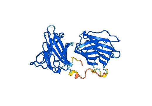 Human Galectin 8 (GAL8) recombinant protein