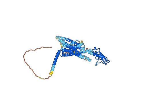 Human GCGR Monoclonal Antibody